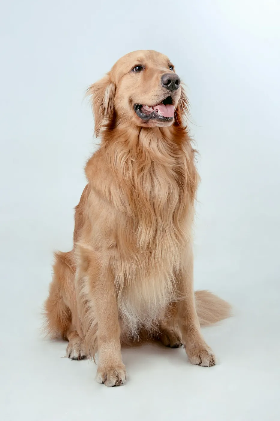 A happy golden retriever sitting for a portrait